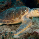 Researchers say the loggerhead sea turtle has fucked its way right out of possible extinction.